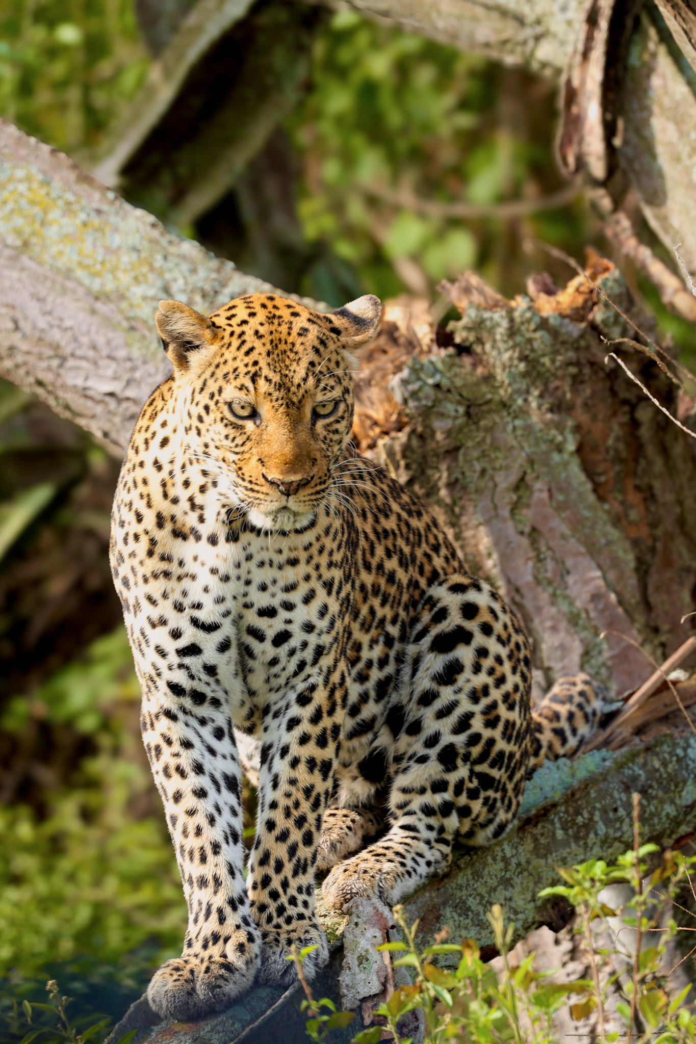 Uganda podróż safari lampart