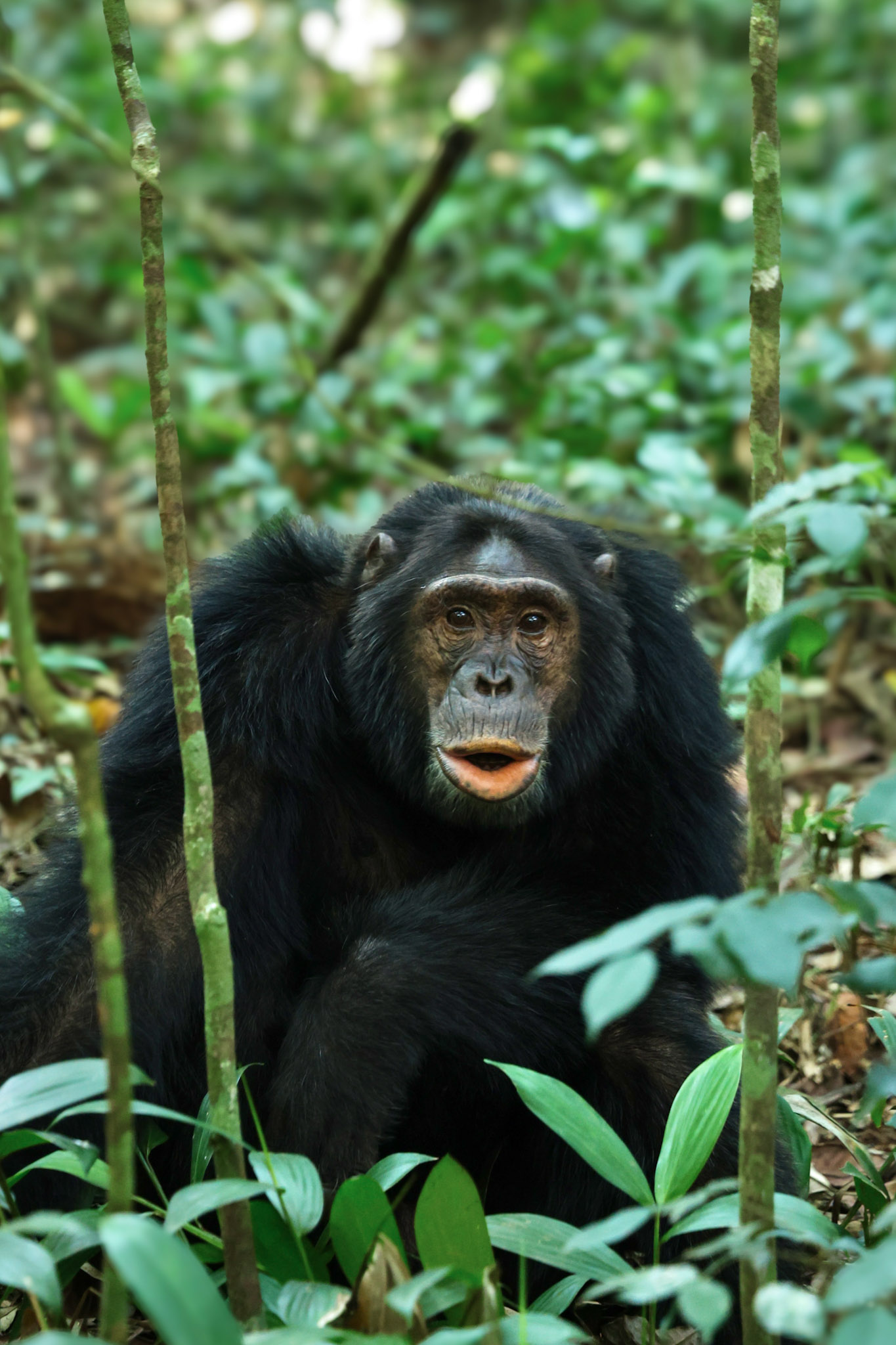 uganda las kibale szympans tropienie