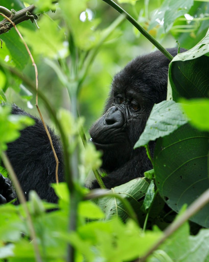 uganda afryka tropienie goryli bwindi