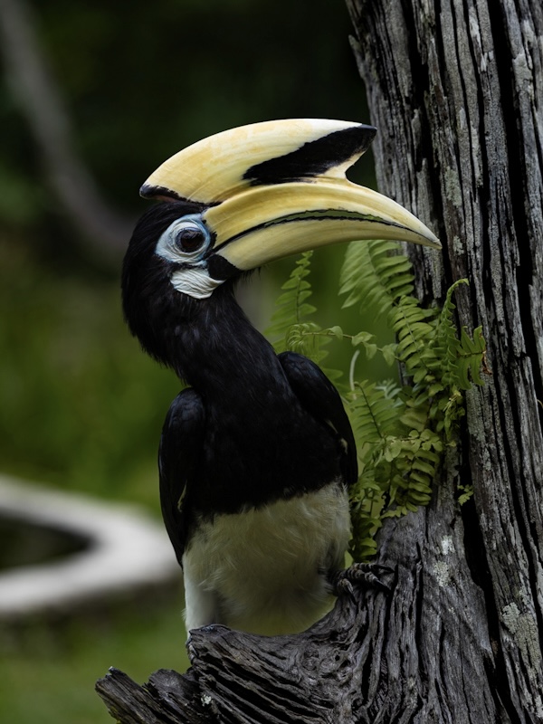 dzioborozec-hornbill-borneo-sepilok