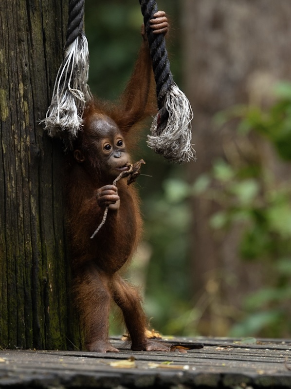 orangutan-borneo-sepilok