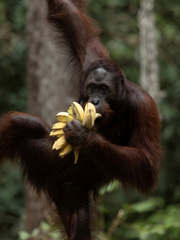 orangutan-borneo1