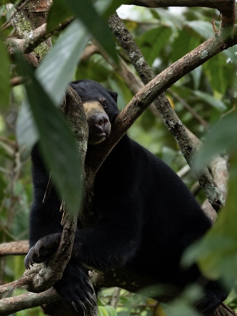 sun-bear-borneo