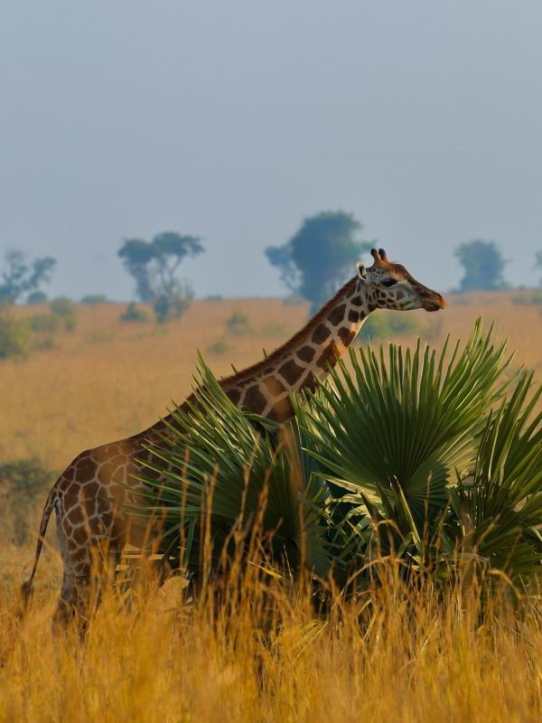 Podróże po Afryce - żyrafa na sawannie w Tanzanii