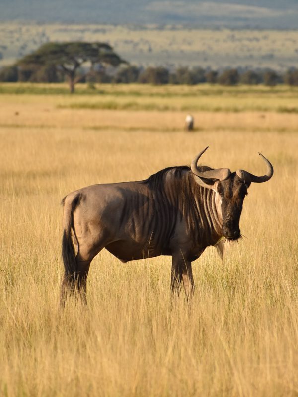 Podróże po Afryce - Gnu na safari w Kenii