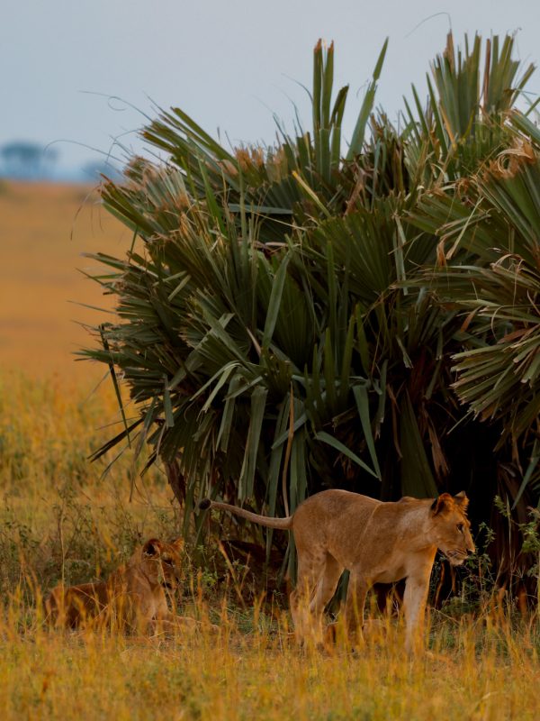 Podróże po Afryce - Lew na Safari w Ugandzie w Afryce