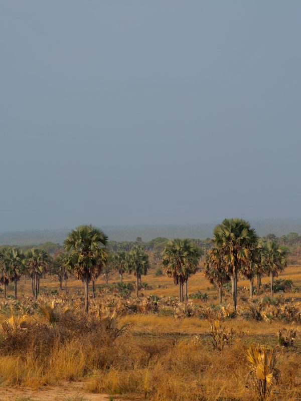 Podróże po Afryce - Widok na Safari w Ugandzie