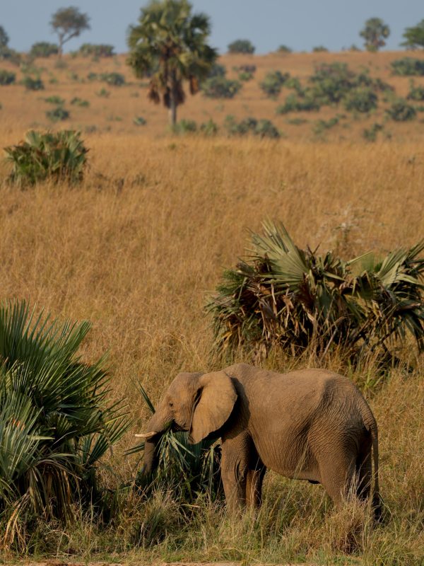 Podróże po Afryce - Słoń na safari w Ugandzie
