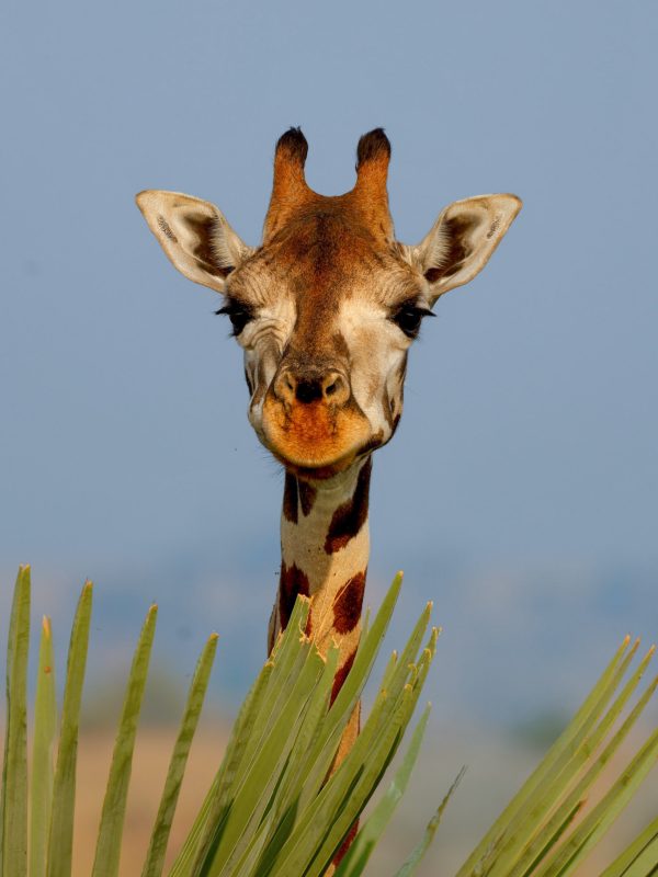 Podróże po Afryce - Żyrafa na safari w Ugandzie