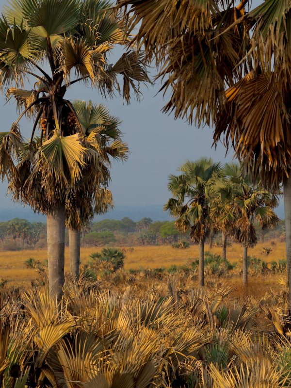 Podróże po Afryce - Palmy na safari w Ugandzie