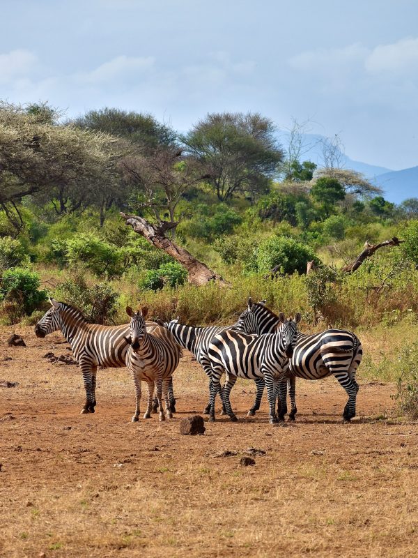 Podróże po Afryce - Zebra na Safarii w Kenii